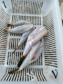 アカメフグの釣果