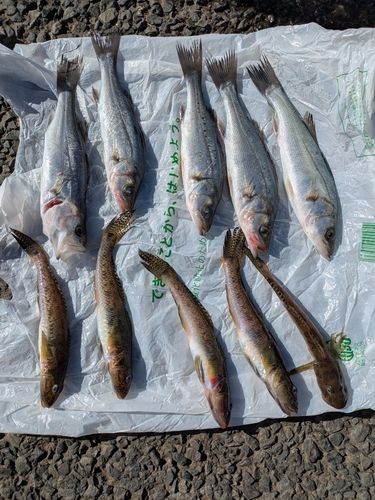 若洲海浜公園海釣り施設
