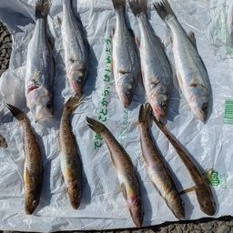 セイゴ（マルスズキ）