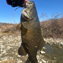 スモールマウスバス