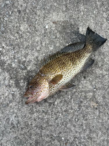 オオモンハタの釣果