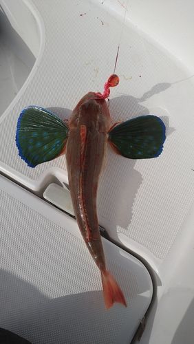 ホウボウの釣果