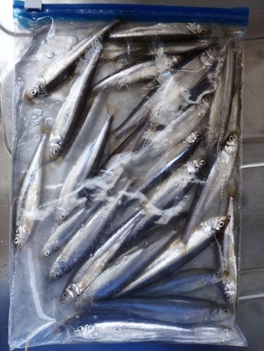 ワカサギの釣果