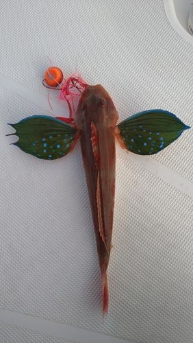 ホウボウの釣果