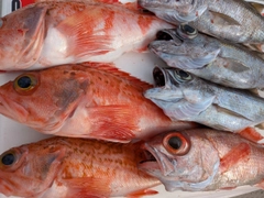 アカムツの釣果