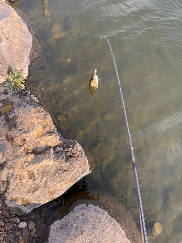 ニジマスの釣果