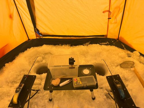 ワカサギの釣果