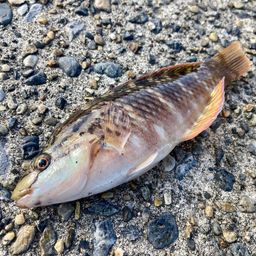 アカササノハベラ