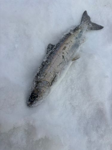 サクラマスの釣果