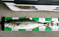 ヒラマサの釣果