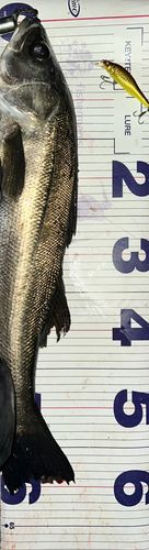 シーバスの釣果