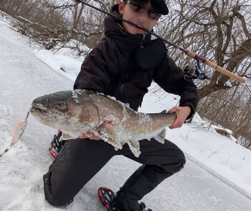 アメマスの釣果