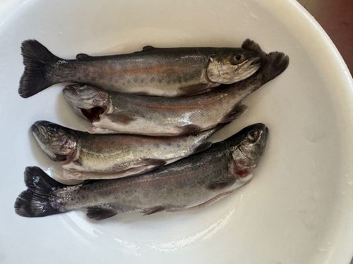 ニジマスの釣果