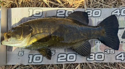 スモールマウスバスの釣果