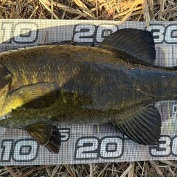 スモールマウスバス