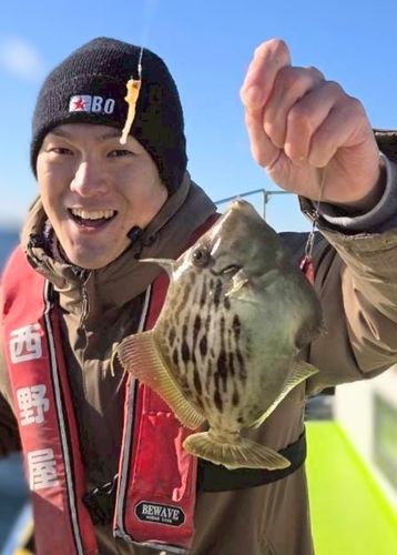 カワハギの釣果