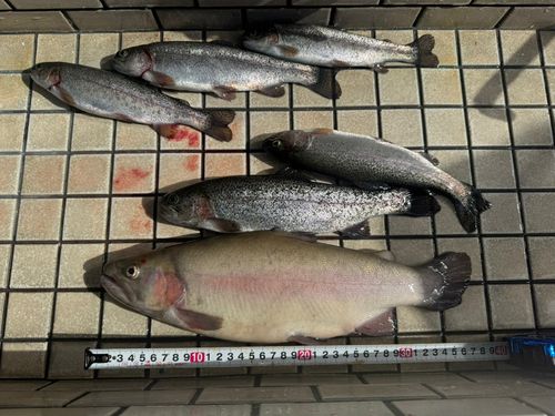 ニジマスの釣果