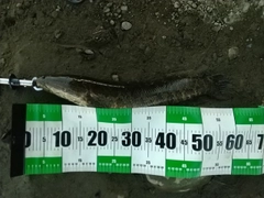 ライギョの釣果