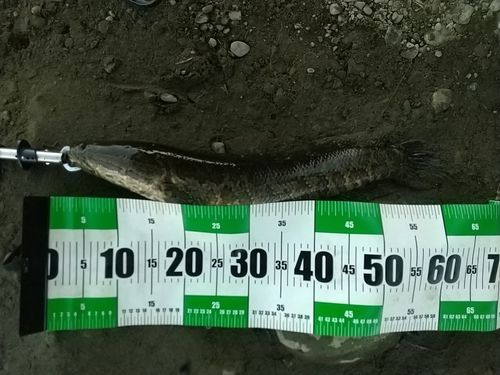 ライギョの釣果