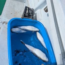 ショウサイフグ