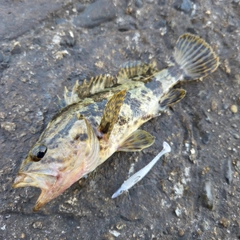 タケノコメバルの釣果