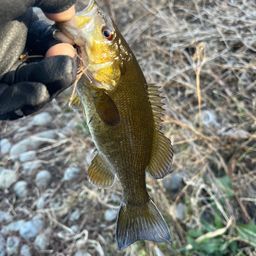 スモールマウスバス