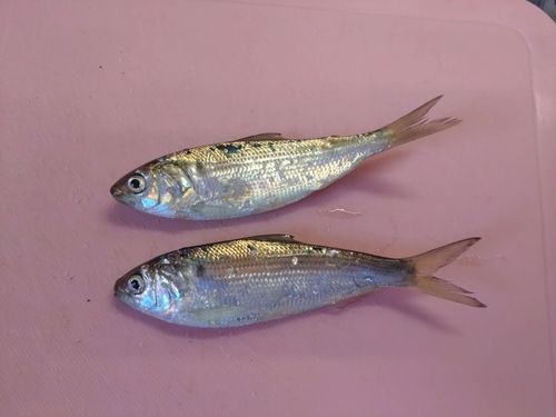 コハダの釣果
