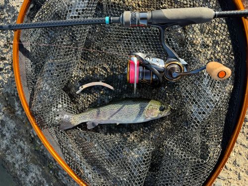 ニジマスの釣果