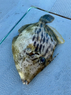 カワハギの釣果
