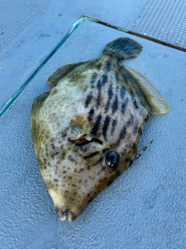カワハギの釣果