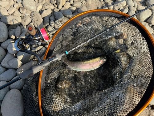 ニジマスの釣果