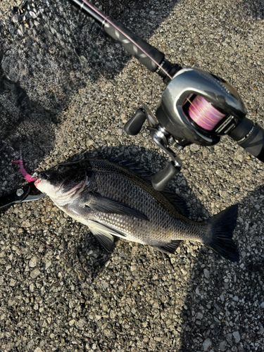 チヌの釣果