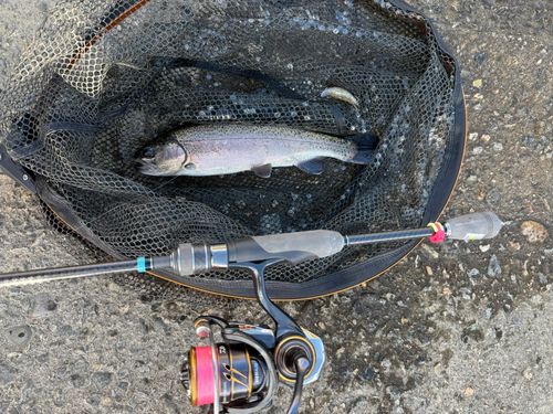 ニジマスの釣果