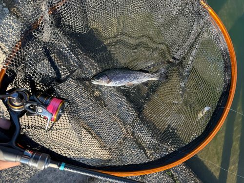 ニジマスの釣果