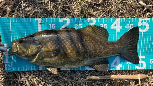 スモールマウスバスの釣果