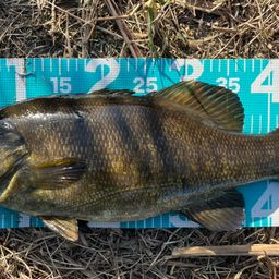 スモールマウスバス