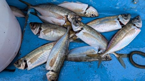 マアジの釣果