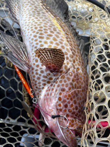 オオモンハタの釣果