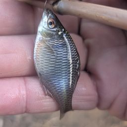 タイリクバラタナゴ