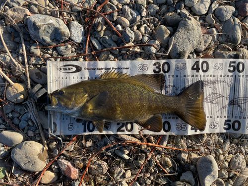 スモールマウスバスの釣果