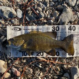 スモールマウスバス