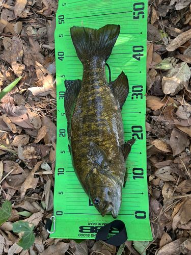 スモールマウスバスの釣果