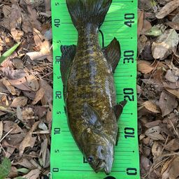 スモールマウスバス