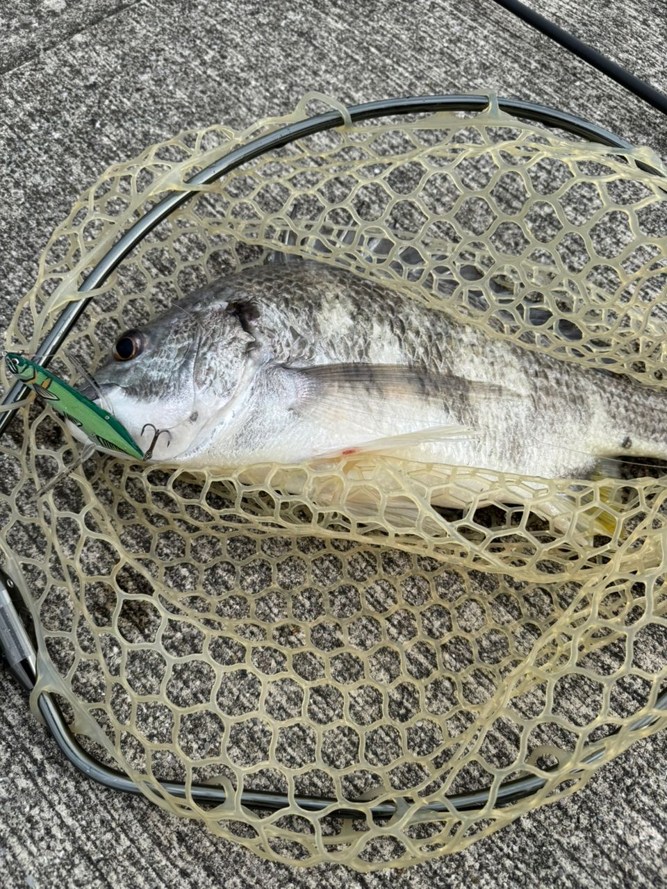 tailwalk アウトバック NC765Lの最安値・インプレ・釣果 | 本音の