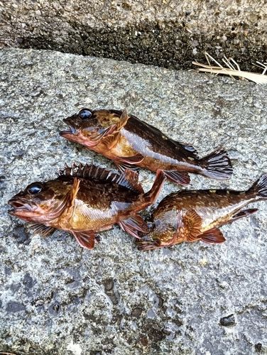 東京湾（アクアライン〜富津）