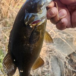 スモールマウスバス