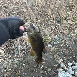 スモールマウスバス