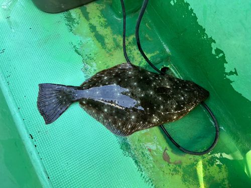 ヒラメの釣果