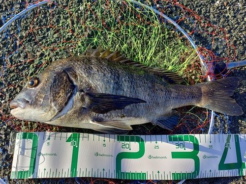 クロダイの釣果