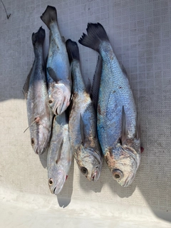 クログチの釣果